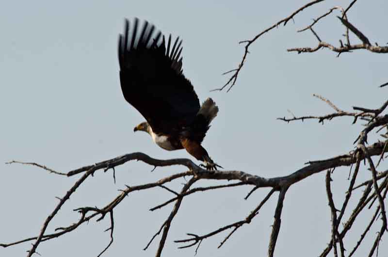 125 - Botswana - aguila pescadora volando - parque nacional de Chobe